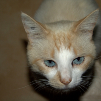 Photo #214211 de Coco