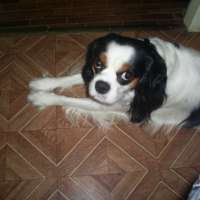 Photo #214251 de Volt