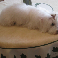 Photo #214269 de Cesar