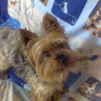 Photo #214351 de Rocky