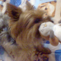 Photo #214353 de Rocky
