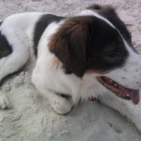 Photo #214377 de Titus