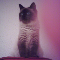Photo #214379 de Bouba