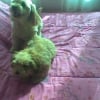 mon chien caramel et sa mere belle 