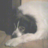 Photo #214423 de Scoot