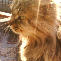 Photo #214432 de Bibie