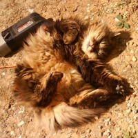 Photo #214435 de Bibie