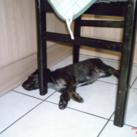 Photo #214464 de Chiper