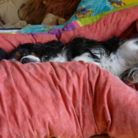 Photo #214467 de Vanille