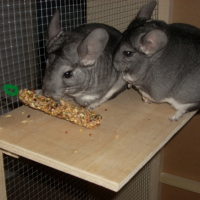 Photo #214512 de Pikatchue