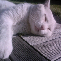 Photo #214538 de Bibi