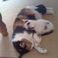 Photo #214563 de Luna