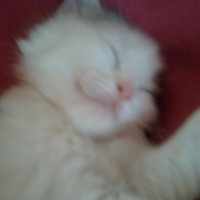 Photo #214564 de Luna