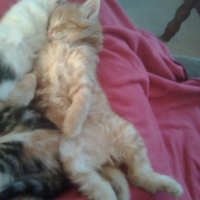 Photo #214567 de Luna