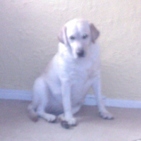 Photo #214616 de Dipsie