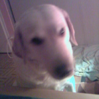 Photo #214617 de Dipsie