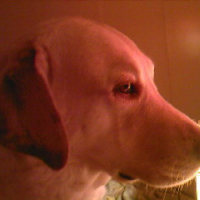 Photo #214618 de Dipsie