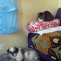 Photo #214656 de Indie