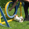 Miki a l'ecole des chiots en 2008 