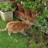 Photo #214681 de Minou