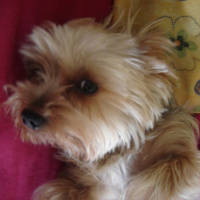 Photo #214687 de Titus