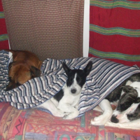 Photo #214702 de Bully