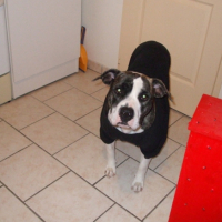 Photo #214703 de Bully