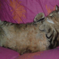Photo #214716 de Mubble