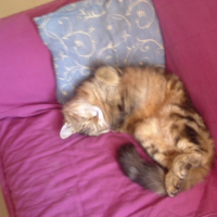 Photo #214718 de Mubble