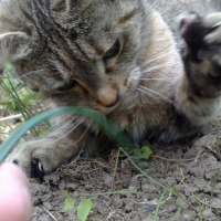 Photo #214744 de Canelle