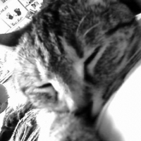 Photo #214746 de Canelle