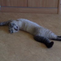 Photo #214750 de Elya