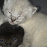 Photo #214751 de Elya