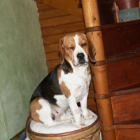 Photo #214832 de Cybelle