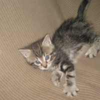 Photo #214846 de Calico