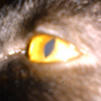 Photo #214878 de Ebène