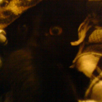 Photo #214882 de Ebène