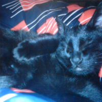 Photo #214884 de Ebène