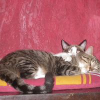 Photo #214957 de Nessie
