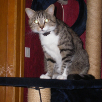 Photo #214958 de Chipie