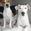 mes deux stars