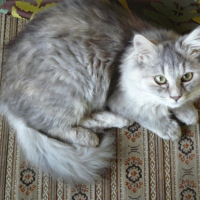 Photo #214967 de Pilule