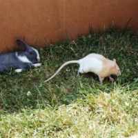 Photo #214972 de Minnie 