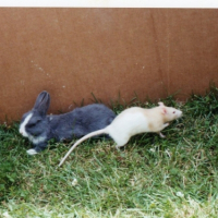 Photo #214974 de Minnie 