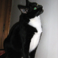 Photo #215032 de Salem