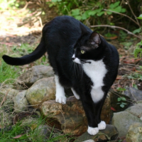 Photo #215035 de Salem