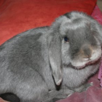 Photo #215041 de Nelson