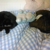 Photo #215127 de Minnie