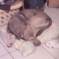Meïko fait une sieste sur un oreiller
