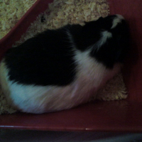 Photo #215199 de Choupinette